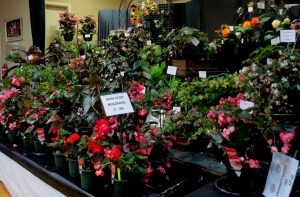 Melbourne Begonia Society 2018 Show