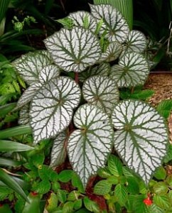 B. U400, species rhizomatous Begonia, Melbourne Begonia Society