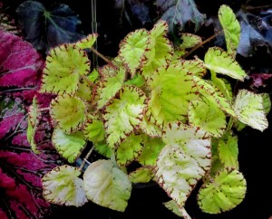 B. 'Lemon Candy', Ross Bolwell hybrid (NSW rhizomatous) Begonia, Melbourne Begonia Society