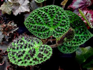 B. melanobullata, Vietnam species rhizomatous Begonia, Melbourne Begonia Society