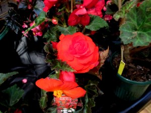 B. 'Non-Stop', Hybrid Begonia, Melbourne Begonia Society