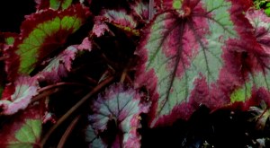B 'Raspberry Torte', USA hybrid Rex Begonia, Melbourne Begonia Society