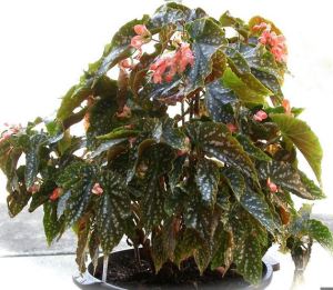 B. 'Fabulous Tom', Cane-Like Hybrid Begonia, Melbourne Begonia Society