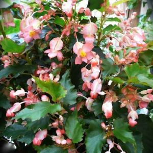 B. 'Kathleen Meyer', Cane-Like Hybrid Begonia, Melbourne Begonia Society