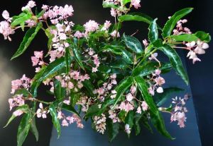 B. 'Perna', Cane-Like Hybrid Begonia, Melbourne Begonia Society