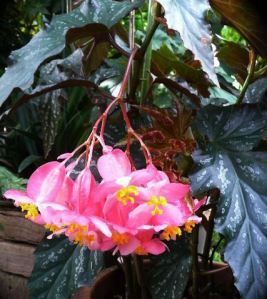 B. 'Silver Mirror', Cane-Like Hybrid Begonia, Melbourne Begonia Society