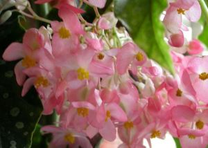B. 'Chocolate Box', Cane-Like Hybrid Begonia, Melbourne Begonia Society