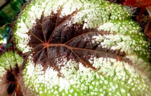 B. 'Armada', Rex Hybrid Begonia, Melbourne Begonia Society