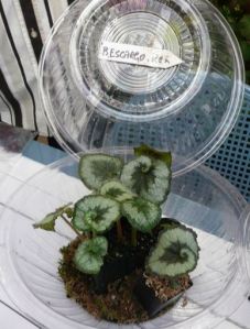 B. 'Escargot' propagation, Melbourne Begonia Society