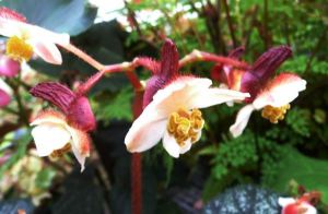 B. 'Greyghost', Rex Hybrid Begonia, Melbourne Begonia Society