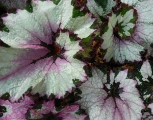 B. 'New York Swirl',Rex Hybrid Begonia, Melbourne Begonia Society