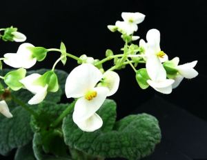 B. carrieae, Rhizomatous Species Begonia, Melbourne Begonia Society