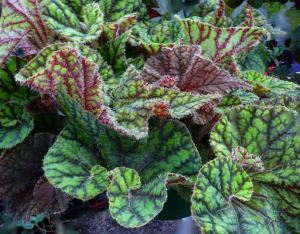 B. 'Cowardly Lion', Rhizomatous Hybrid Begonia, Melbourne Begonia Society