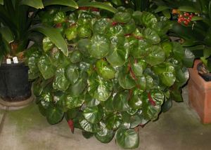 B. Erythrophylla, Rhizomatous Species Begonia, Melbourne Begonia Society