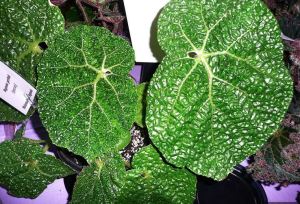 B. gehrtii, Rhizomatous Species Begonia, Melbourne Begonia Society