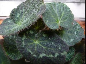 B. sizemoreae, Rhizomatous Vietnam species Begonia, Melbourne Begonia Society