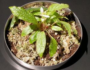 B. velloziana,Rhizomatous Species Begonia, Melbourne Begonia Society