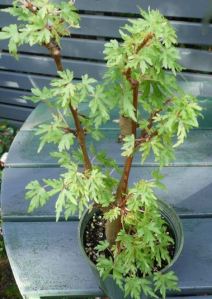 B. dregei f bolusii, Semi-Tuberous Species Begonia, Melbourne Begonia Society