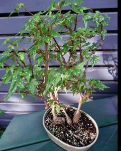 B. dregei f Glasgow, Semi-Tuberous Begonia, Melbourne Begonia Society