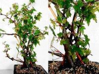 B. dregei, Semi-Tuberous Species Begonia, Melbourne Begonia Society