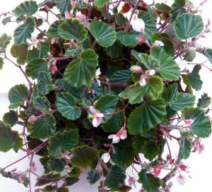 B. schmidtiana, Semperflorens Species Begonia, Melbourne Begonia Society