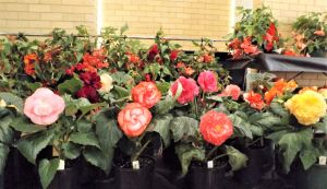 Melbourne Begonia Society Show 2017, Begonias