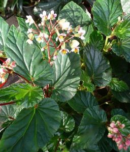 B. domingensis, Shrub-Like Species Begonia, Melbourne Begonia Society