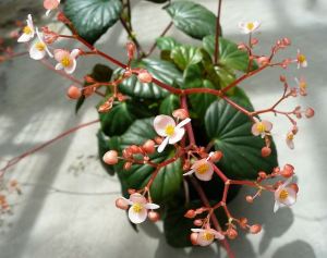 B. obliqua, Shrub-Like Caribbean species Begonia, Melbourne Begonia Society