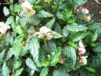 B. cubensis, Shrub-Like Species Begonia, Melbourne Begonia Society