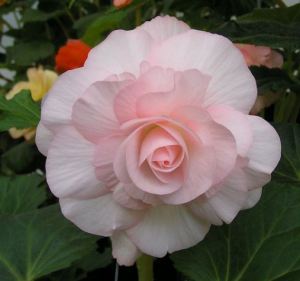 B. 'Pink Cloud', Tuberous Hybrid Begonia, Melbourne Begonia Society