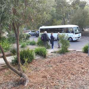 Inspired By Begonias - Melbourne Begonia Convention 2020
