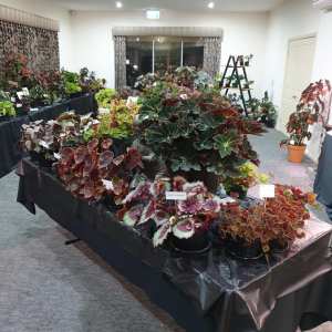 Inspired By Begonias - Melbourne Begonia Convention 2020