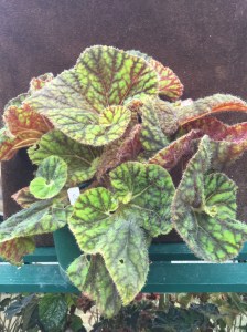 <!--B. Cowardly Lion Vote For Me-->