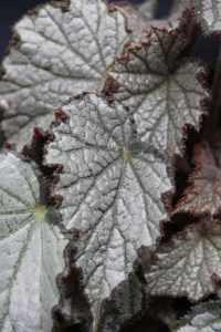 <!--B. 'Dot's Choice Grower Vote For Me-->