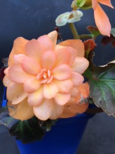 <!--B. ‘Mocca Orange’ Vote For Me-->