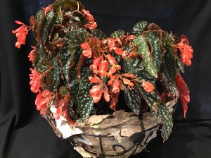 <!--B. Fabulous Tom Vote For Me-->