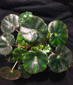 <!--B. hydrocotylifolia Vote For Me-->