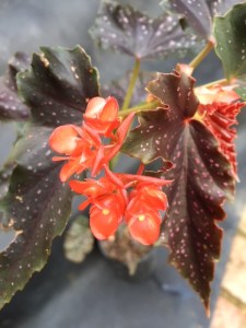 <!--B. Jester Vote For Me-->