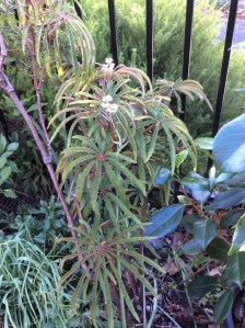 <!--B. luxurians Vote For Me-->