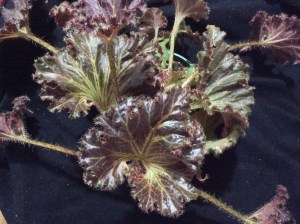 <!--B. Mr Pershouse Vote For Me-->