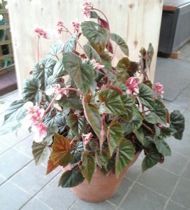 <!--B. scharffii (shrub-like) Vote For Me-->