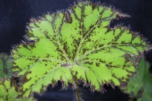 <!--B. Touch of Class' Grower Vote For Me-->