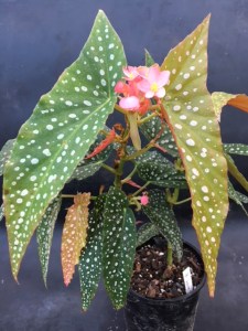 <!--B. White Ice Vote For Me-->