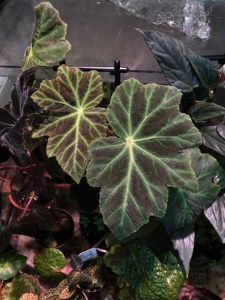 <!--B paranaensis Vote For Me-->