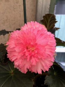 <!--B Bridesmaid Vote For Me-->