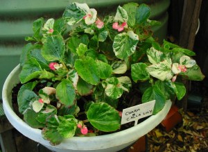 B Cha-Li Peg (semp) Moyle hybrid (B <!--Charm x B Calla Lily Vote For Me--&gt