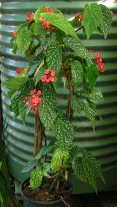 <!--B Everflowering (cane) Vote For Me-->