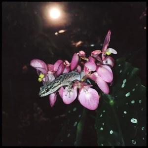 <!--B Unidentified (cane) Vote For Me-->