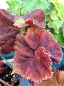 B. Angel Glow (Foliage) - Grower: Jan Wood