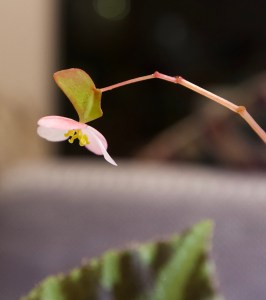 B. bipinnatifida (Flowers) - Grower: Kina Lin-Wilmoth